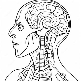 Anatomie A Fyziologie Omalovánky