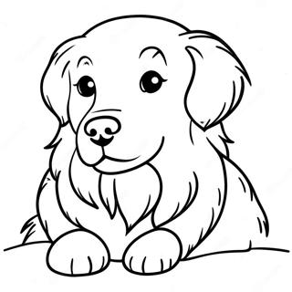 Chlupaty Zlaty Retrivr Omalovanka 1901 2156
